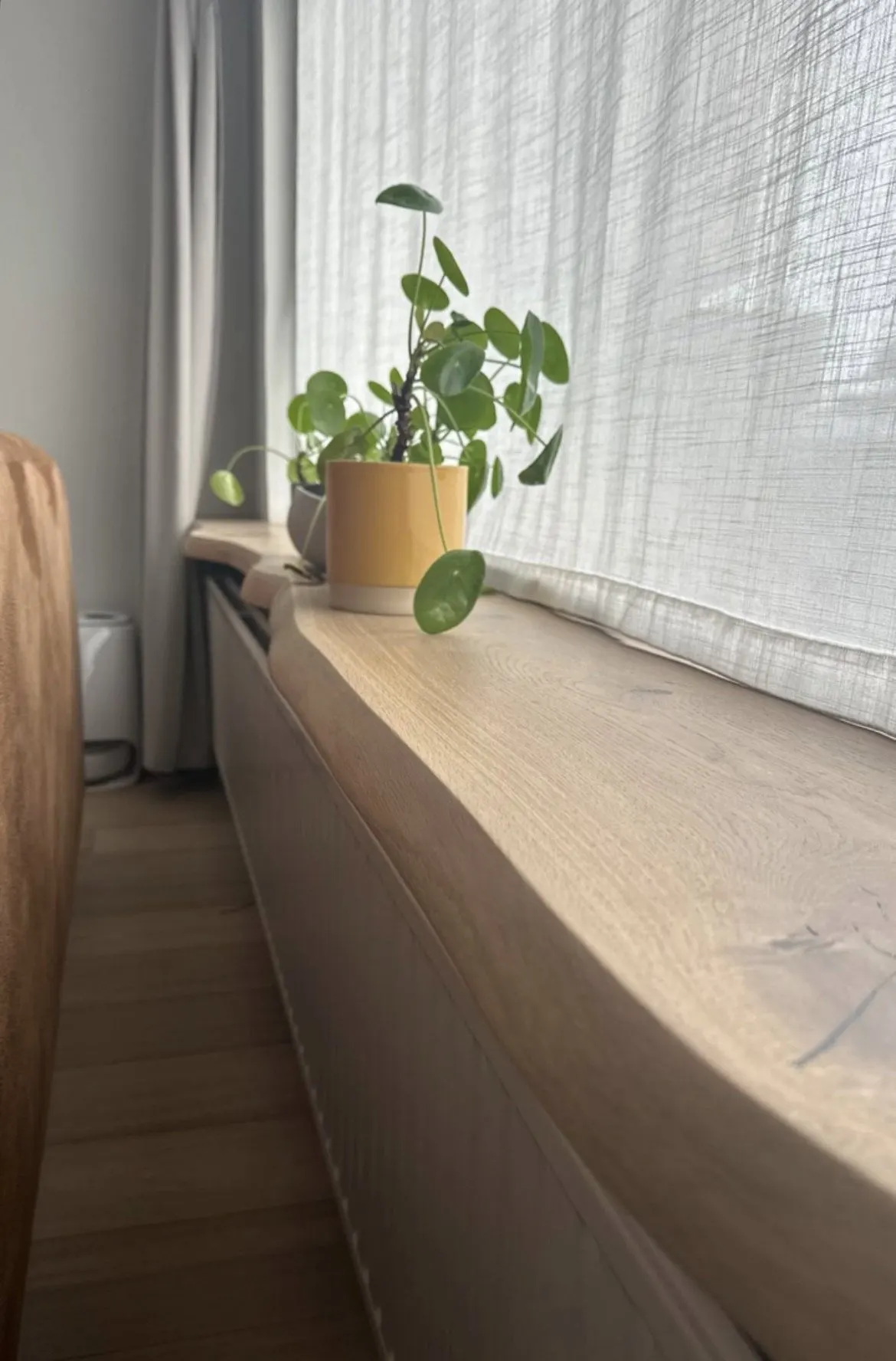 Appui de fenêtre en chêne à bord naturel avec une plante en pot